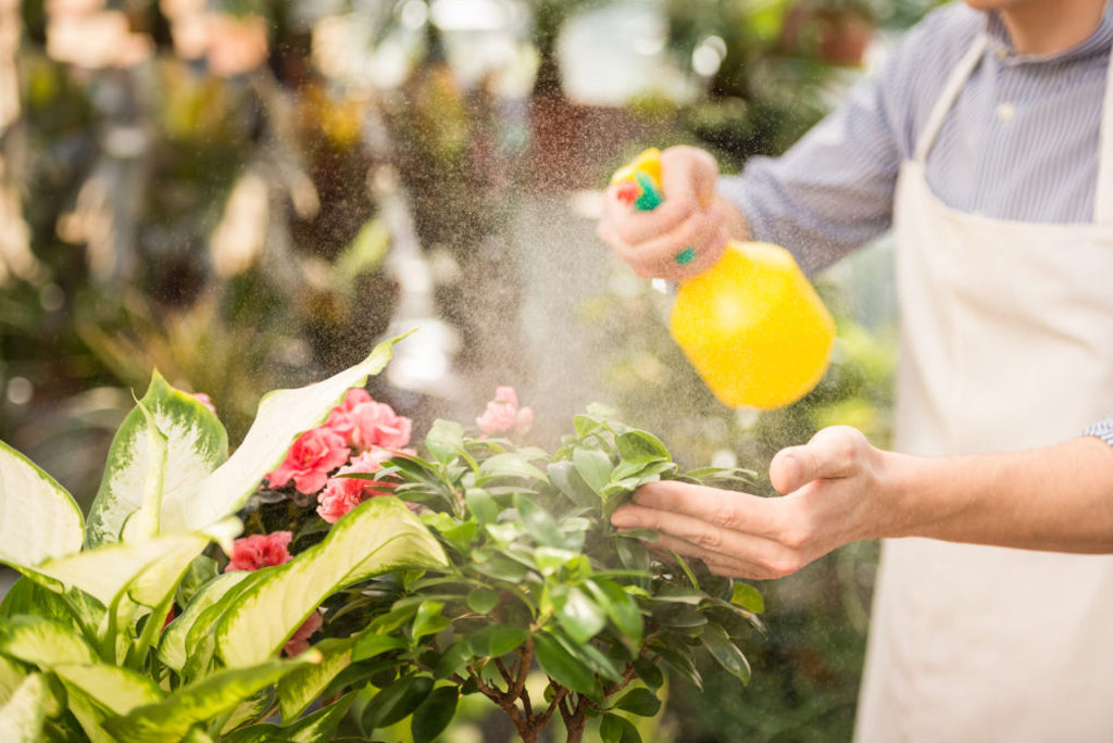 5 insetticidi biologici per difendere le tue piante – Piante Sane