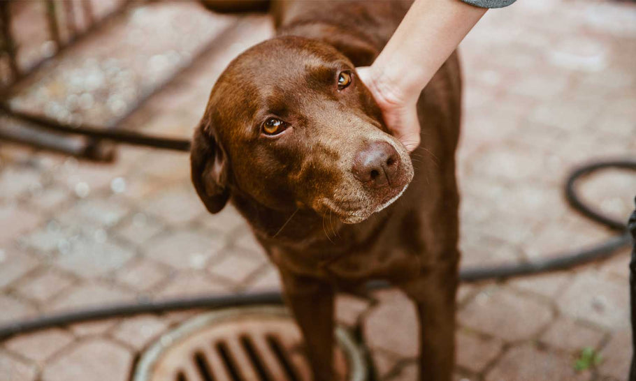 Olio di Neem per cani e gatti: come utilizzarlo