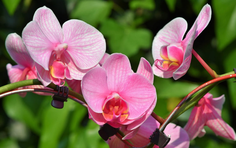 Orchidea: guida alla coltivazione